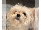 Poodle (Toy) Mix DOG FOR ADOPTION RGADN-1374383 - Hannah and Hobie - Yorkshire