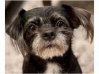 Poodle (Toy) Mix DOG FOR ADOPTION RGADN-1374384 - Hobie and Hannah - Yorkshire
