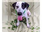 Lab-Pointer DOG FOR ADOPTION RGADN-1374386 - Franklin - English Pointer /