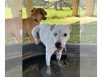 Catahoula Leopard Dog Mix DOG FOR ADOPTION RGADN-1374390 - Clio - Catahoula
