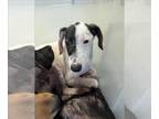 Labrador Retriever Mix DOG FOR ADOPTION RGADN-1374428 - MAY - Labrador Retriever