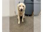 Great Pyrenees DOG FOR ADOPTION RGADN-1374440 - RICHARD - Great Pyrenees (medium