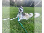 Mix DOG FOR ADOPTION RGADN-1374442 - Oleg - Husky Dog For Adoption