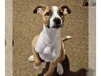 Beagle Mix DOG FOR ADOPTION RGADN-1374443 - Ragnar - Beagle / Mixed Dog For