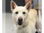 Huskies Mix DOG FOR ADOPTION RGADN-1374448 - Dexter - Husky / Shepherd / Mixed