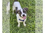 Rat Terrier Mix DOG FOR ADOPTION RGADN-1374453 - Johnny - Rat Terrier / Jack