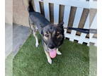 German Shepherd Dog Mix DOG FOR ADOPTION RGADN-1374457 - *IVAR - German Shepherd