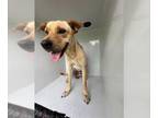 Golden Retriever DOG FOR ADOPTION RGADN-1374462 - MONTY - Golden Retriever