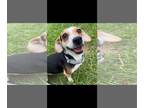 Beagle Mix DOG FOR ADOPTION RGADN-1374557 - Olivia - Oh my so cute!!
