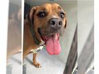 Shepradors DOG FOR ADOPTION RGADN-1374559 - PRINCESS ANNE - German Shepherd Dog
