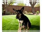 German Shepherd Dog Mix DOG FOR ADOPTION RGADN-1374573 - DAKOTA - German