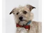 Mix DOG FOR ADOPTION RGADN-1374576 - MUNECO - Toy Fox Terrier (medium coat)