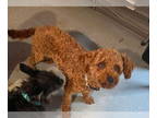Poodle (Toy) DOG FOR ADOPTION RGADN-1374581 - Rich - Poodle (Toy) Dog For