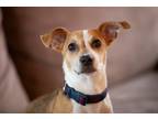 Adopt Pip - Local 6/1 a Terrier (Unknown Type, Small) / Mixed dog in Barrington