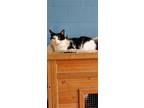Adopt Derby a Black & White or Tuxedo Domestic Shorthair / Mixed (short coat)