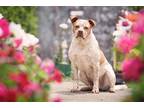Adopt Leona a Tan/Yellow/Fawn - with White Cattle Dog / American Pit Bull