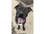 Adopt Bruce a Brindle - with White Pit Bull Terrier / Mixed dog in Olive Branch