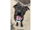 Adopt Bruce a Brindle - with White Pit Bull Terrier / Mixed dog in CARISLE