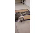 Adopt Rory a Domestic Shorthair / Mixed (short coat) cat in Fenton
