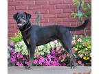 Adopt SYBIL a Black Mountain Cur / Mixed dog in Franklin, TN (31699537)