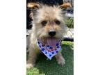 Adopt Michael a Norwich Terrier / Cairn Terrier / Mixed dog in Oakland