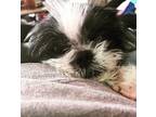 Adopt Ethel a Black - with White Shih Tzu / Mixed dog in Springfield