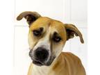 Adopt Rielly a Tan/Yellow/Fawn - with Black Shepherd (Unknown Type) / Boxer /