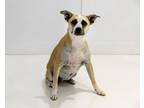 Adopt Miley Mae a Tan/Yellow/Fawn - with White Shepherd (Unknown Type) / Mixed