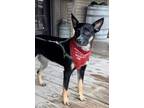 Adopt Lola a Black - with Tan, Yellow or Fawn Cattle Dog / Mixed dog in