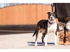 Adopt Electra a Black - with White Pit Bull Terrier / Husky / Mixed dog in