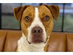 Adopt Joose a Brown/Chocolate - with White Pit Bull Terrier / Mixed dog in