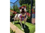 Adopt Millie a White - with Gray or Silver American Pit Bull Terrier / Mixed dog