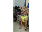 Adopt Princess a Brown/Chocolate Weimaraner / Mixed Breed (Medium) dog in