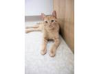 Adopt Clementine a Orange or Red Tabby Domestic Shorthair (short coat) cat in