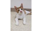 Adopt Marmalade a Orange or Red Tabby Domestic Shorthair (short coat) cat in