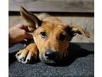 Lobo Xman, Jack Russell Terrier For Adoption In Inglewood, California