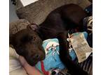 Bj (in Foster), American Pit Bull Terrier For Adoption In Newport News, Virginia