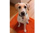 Charlie In Ct, Labrador Retriever For Adoption In East Hartford, Connecticut