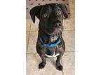 Odin, American Pit Bull Terrier For Adoption In Mesa, Arizona