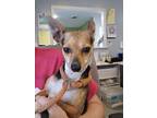 Yeti, Rat Terrier For Adoption In Waterloo, Illinois