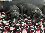Bubby, Labrador Retriever For Adoption In Kettering, Ohio