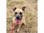 Snuggles, Terrier (unknown Type, Small) For Adoption In Greenville, Ohio
