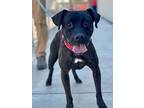 Ruby, American Pit Bull Terrier For Adoption In Chico, California