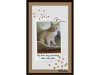 Nacho, Domestic Shorthair For Adoption In Snow Camp, North Carolina