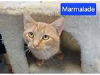 Marmalade, Domestic Shorthair For Adoption In Dayton, Ohio