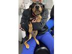Frosty, Dachshund For Adoption In Germantown, Ohio