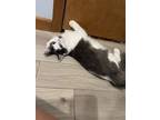 Bear, Tabby For Adoption In Greensburg, Pennsylvania