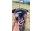 Scruffy, Border Terrier For Adoption In Greenlawn, New York