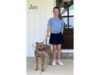 Joni, American Staffordshire Terrier For Adoption In Jackson, Tennessee
