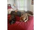 Chunk, American Staffordshire Terrier For Adoption In Spencerport, New York